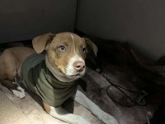A young small-sized male Pit Bull Terrier dog named A for adoption in San Jose, CA