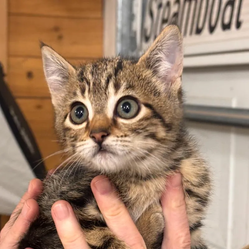 A baby medium-sized female Brown / Chocolate Domestic Short Hair cat named Jeanette for adoption in Cathlamet, WA