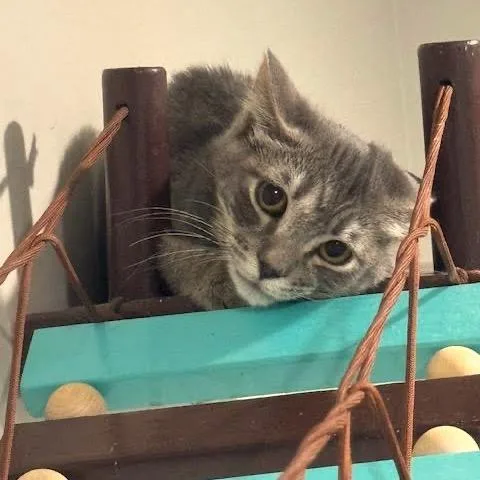 A baby small-sized female Gray / Blue / Silver Domestic Short Hair cat named Honey Wheat C for adoption in Princeton, MN