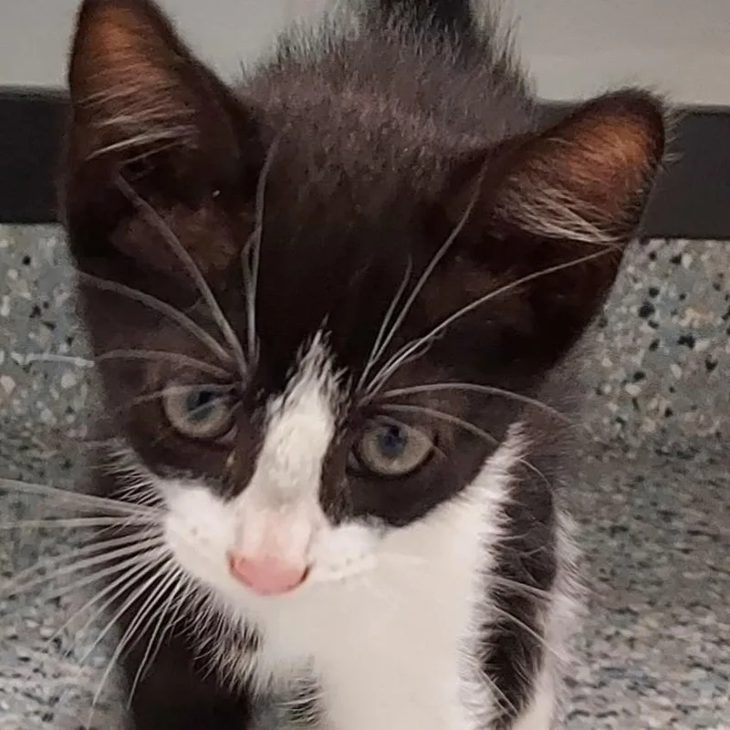 A baby small-sized male Black Domestic Short Hair cat named Hotdog Harvey for adoption in Dayton, OH