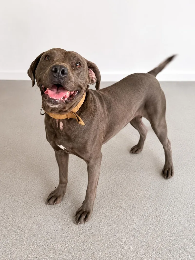An adult large-sized male Gray / Blue / Silver Mixed Breed dog named Blue for adoption in thomson, GA