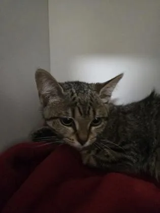 A baby small-sized female Domestic Short Hair cat named Fleas Witherspoon for adoption in Savannah, GA