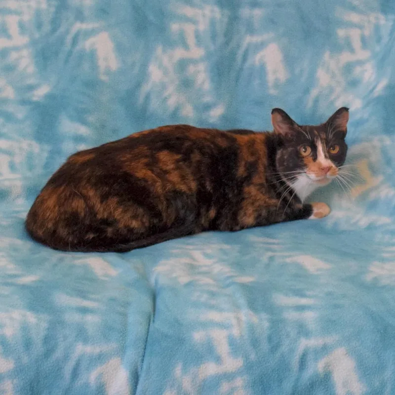 Lala
