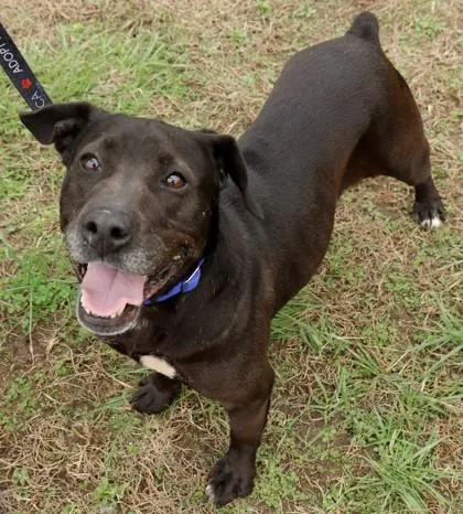 An adult medium-sized female Mixed Breed dog named Eden for adoption in West Chester, PA