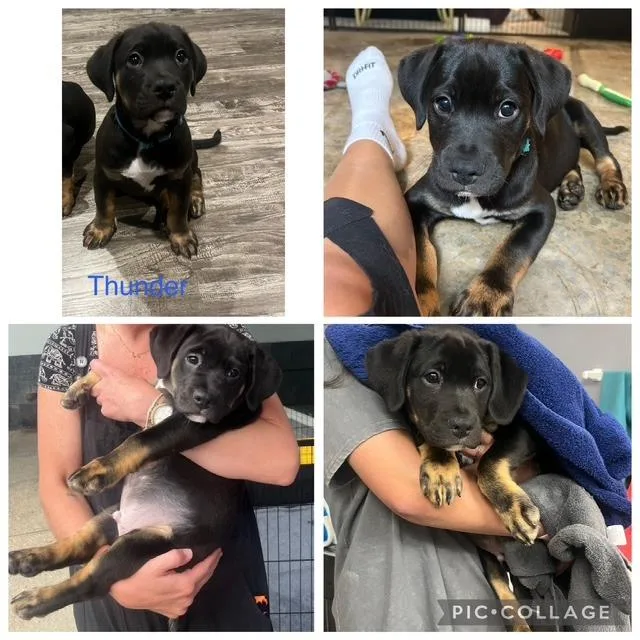 A baby medium-sized male Brown / Chocolate Mixed Breed dog named Thunder for adoption in Kansas City, MO