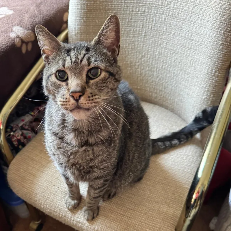 A senior extra large-sized male Gray / Blue / Silver Domestic Short Hair cat named Tiger for adoption in Vineland, NJ