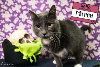 A young medium-sized female Domestic Short Hair cat named Mirren for adoption in Merriam, KS