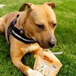 An adult large-sized male Yellow / Tan / Blond / Fawn Mixed Breed dog named Jimmy for adoption in Hilliard, OH