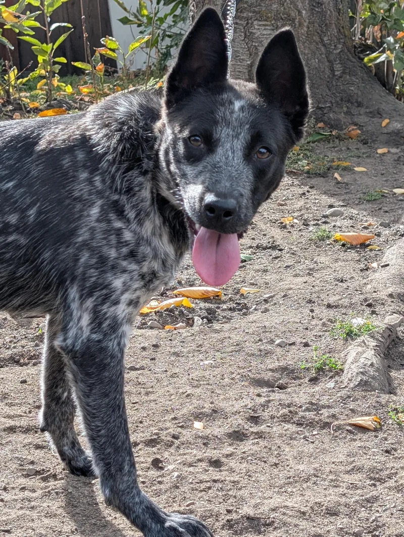 A young medium-sized male Gray / Blue / Silver Australian Cattle Dog / Blue Heeler named Bandit for adoption in COEUR D ALENE, ID