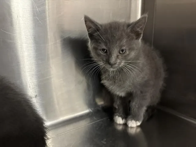 A baby small-sized female Domestic Short Hair cat named Alyssa for adoption in Thousand Palms, CA