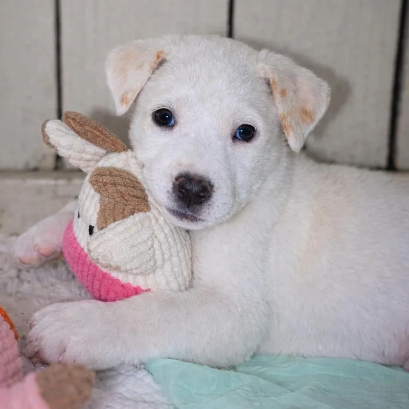 A baby medium-sized female Labrador Retriever dog named Sally for adoption in PLAINFIELD, CT