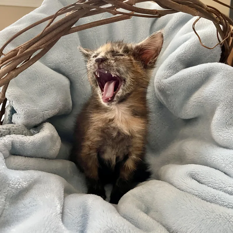A baby small-sized female Tortoiseshell cat named Paige for adoption in Salisbury, NC