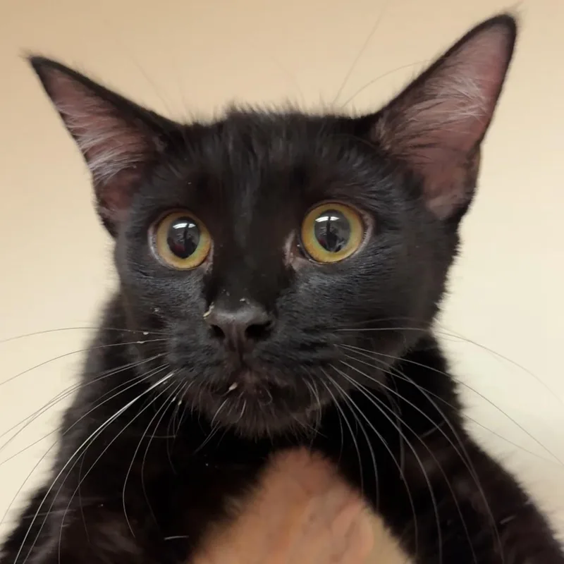 Yolette Jr thumbnail 2