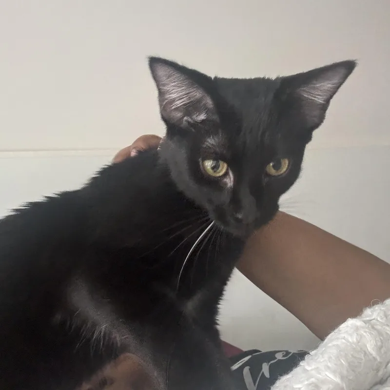 Yolette Jr thumbnail 3