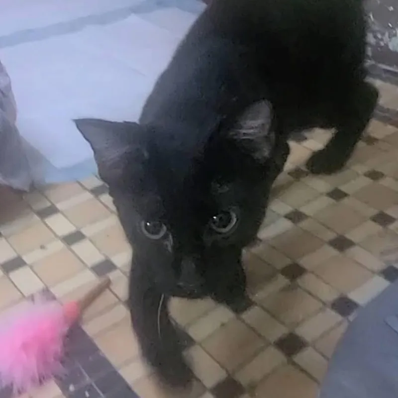 Yolette Jr thumbnail 4