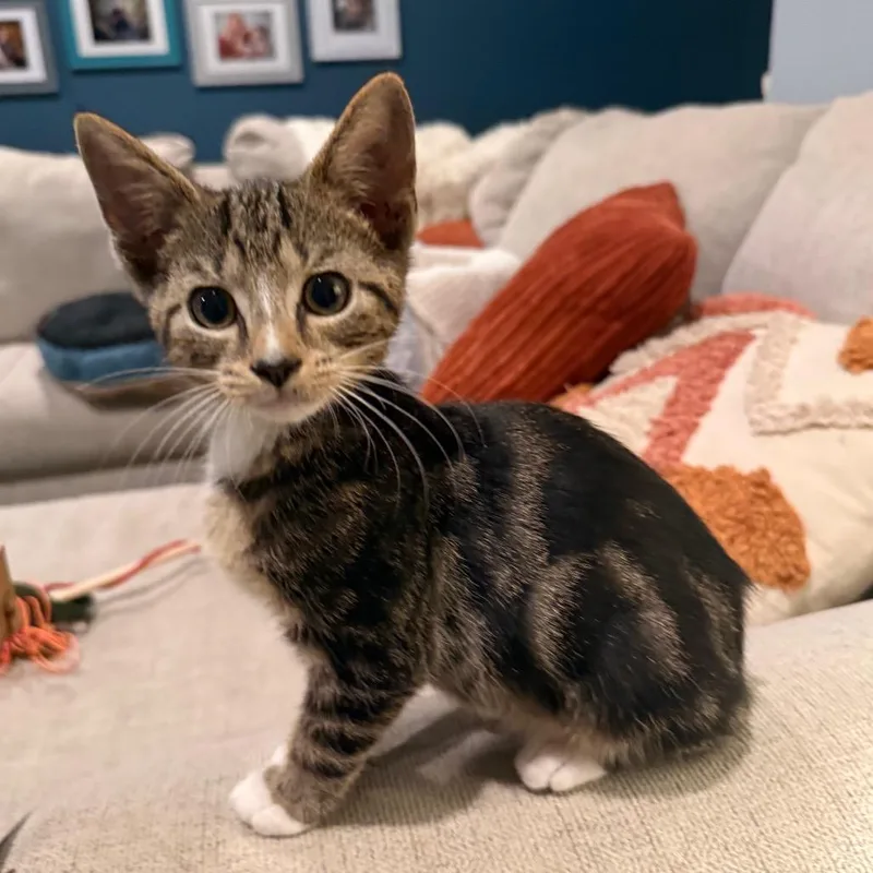A baby small-sized male Brown / Chocolate Domestic Short Hair cat named Martini for adoption in La Grange, KY