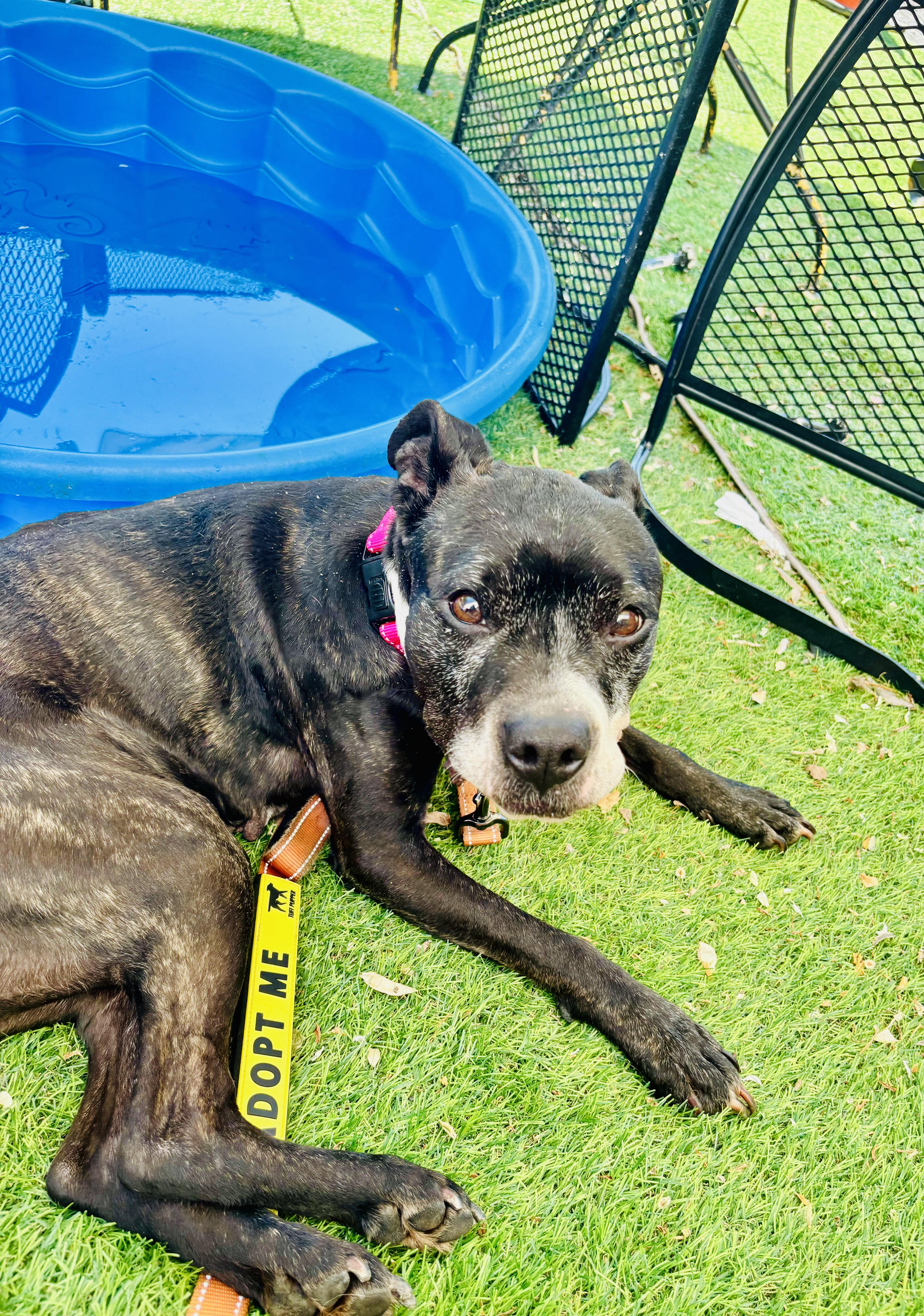 A senior medium-sized female Black American Staffordshire Terrier dog named Raven for adoption in East Orange, NJ