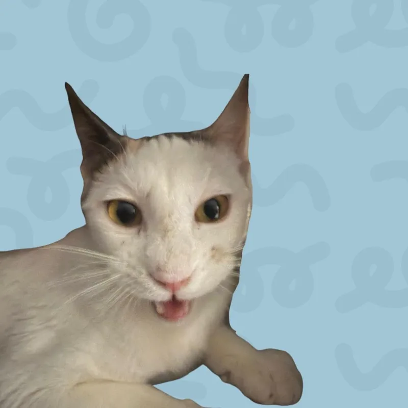 Cheeser thumbnail 2