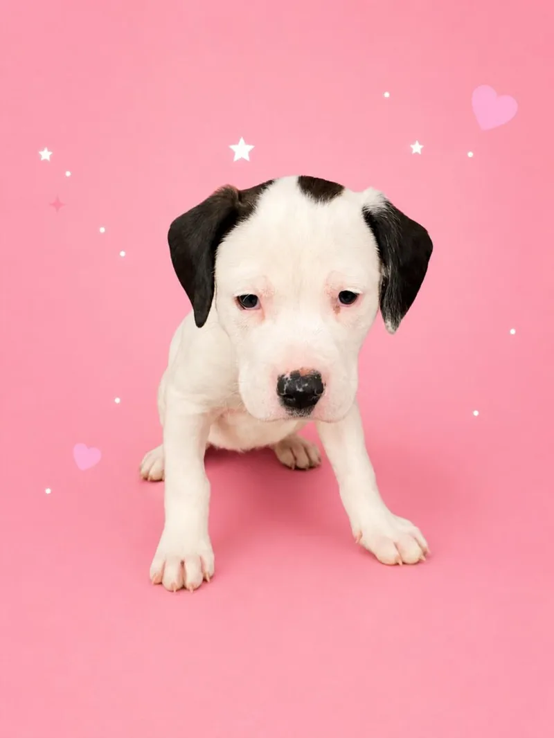 A baby small-sized female Labrador Retriever dog named Blossom for adoption in Clinton Township, MI