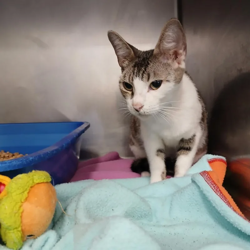 A young medium-sized female Brown / Chocolate Domestic Short Hair cat named Palm for adoption in New York, NY
