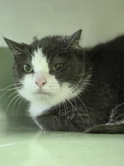 Scruffaluffagus thumbnail 2