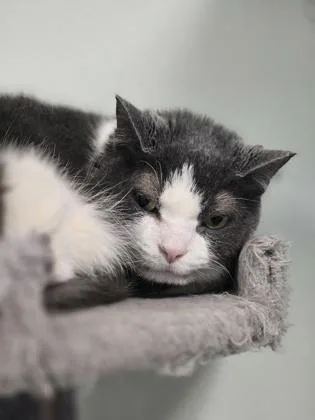 Scruffaluffagus thumbnail 3