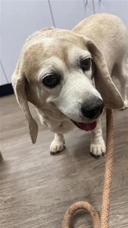 A senior small-sized female Mixed Breed dog named Seragay Fka Teri for adoption in West Chester, PA