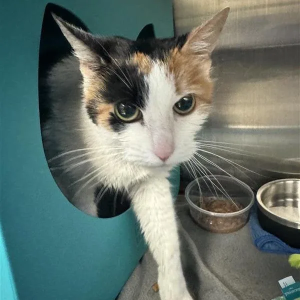 A senior medium-sized female Calico Domestic Short Hair cat named Miley for adoption in Baltimore, MD