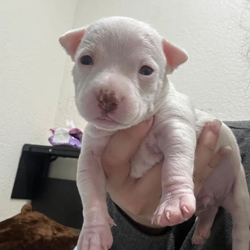 A baby medium-sized male White / Cream Pit Bull Terrier dog named Max for adoption in Phoenix, AZ