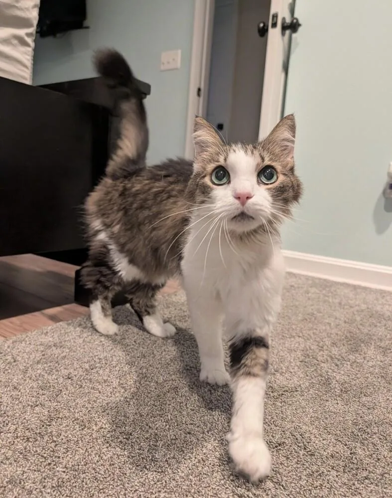 A senior medium-sized male Domestic Medium Hair cat named Max for adoption in Milton, DE