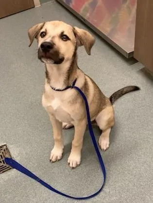 A baby small-sized male Anatolian Shepherd dog named Buster for adoption in Baytown, TX