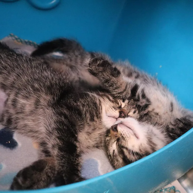 A baby small-sized male Brown / Chocolate Domestic Short Hair cat named Cloudy for adoption in Waukesha, WI