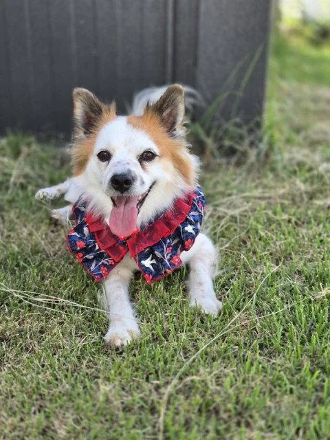 A young small-sized female Pomeranian dog named Eun for adoption in Agoura Hills, CA