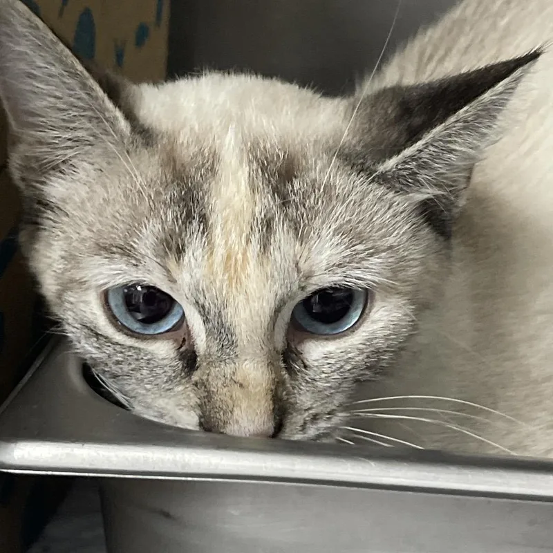 An adult medium-sized female White Siamese cat named Athena for adoption in Canton, IL