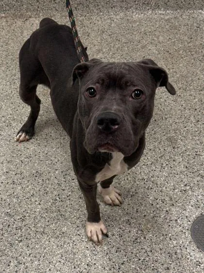 An adult medium-sized female Gray / Blue / Silver Pit Bull Terrier dog named Whisper for adoption in Kansas City, MO