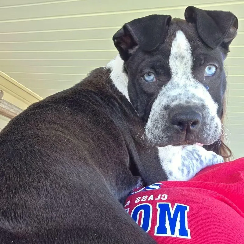 A baby large-sized male Pit Bull Terrier dog named Patch for adoption in Shinnston, WV