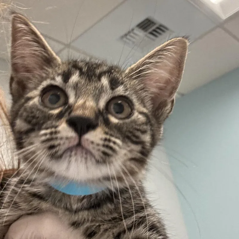 A baby small-sized female Brown / Chocolate Domestic Short Hair cat named Chiquitita for adoption in Jacksonville, FL