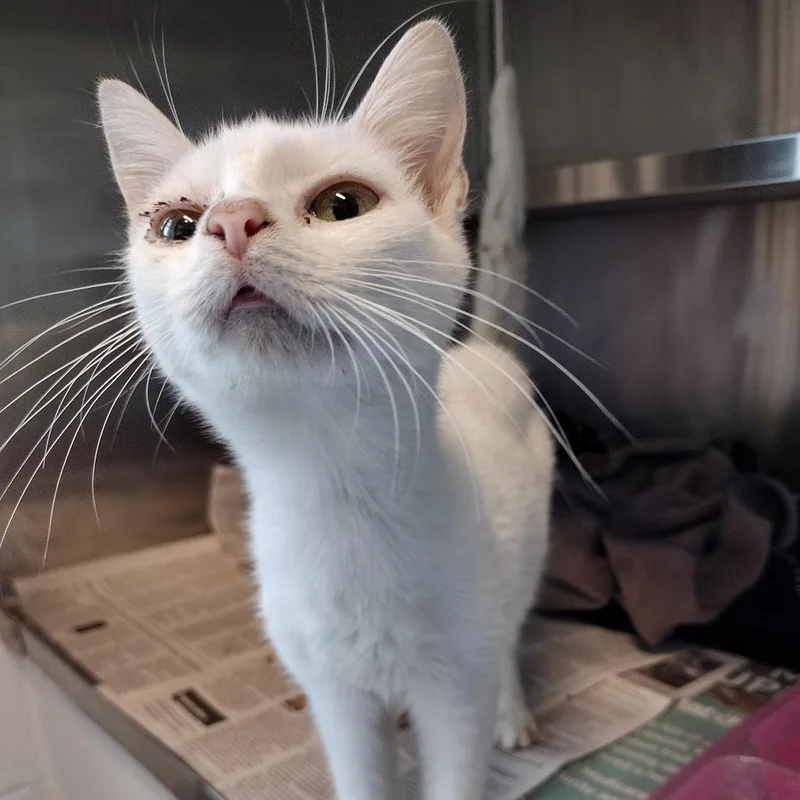 A young small-sized female White Domestic Short Hair cat named Angel for adoption in Chattanooga, TN