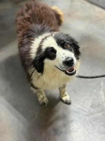 An adult medium-sized female Border Collie dog named Ivy for adoption in Munfordville, KY