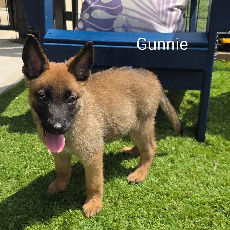 Gunnie DD thumbnail 3