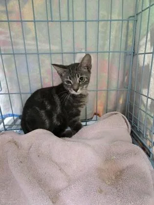 A baby small-sized male Domestic Short Hair cat named Wilburrr for adoption in Gainesville, FL