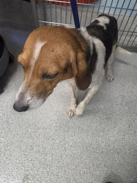 An adult medium-sized female Treeing Walker Coonhound dog named Lulu for adoption in Tallahassee, FL