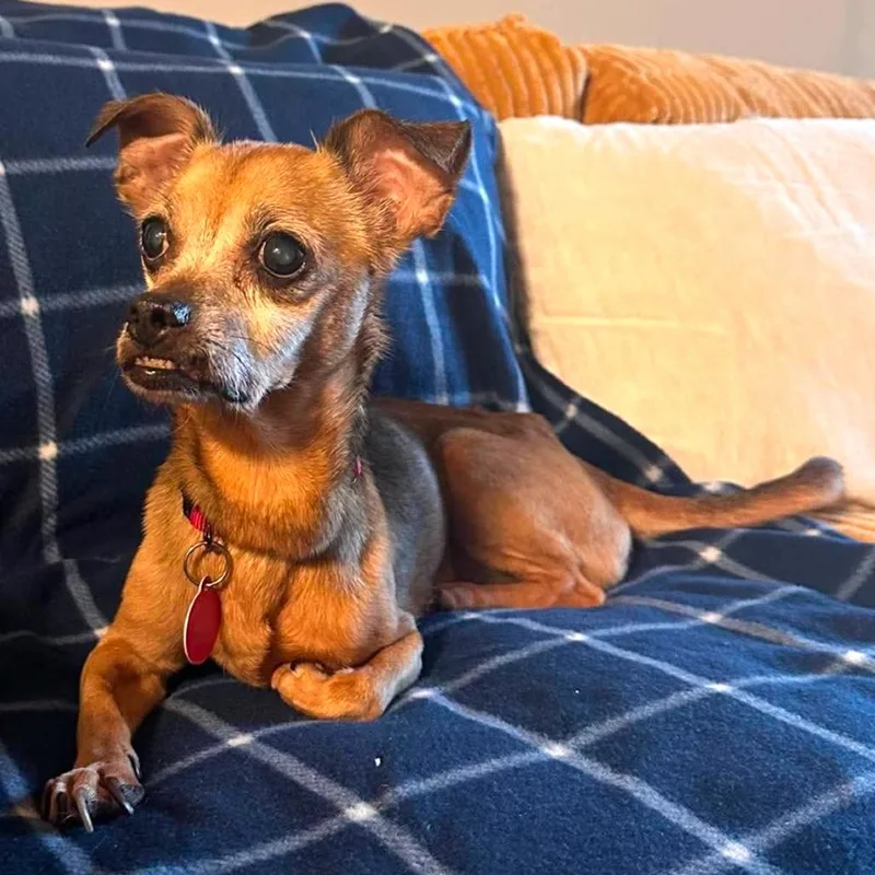Penny