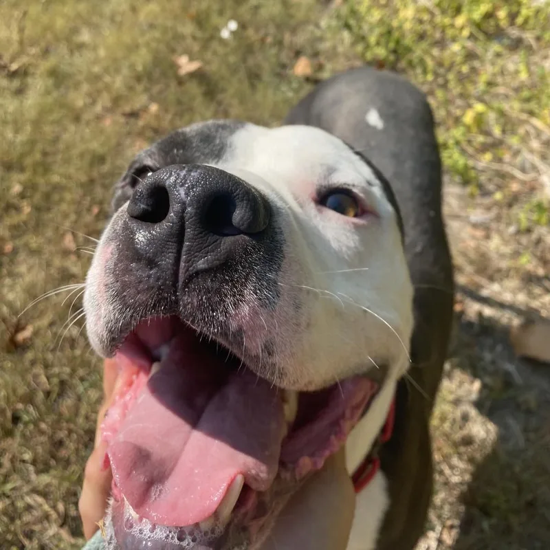 Corduroy thumbnail 3