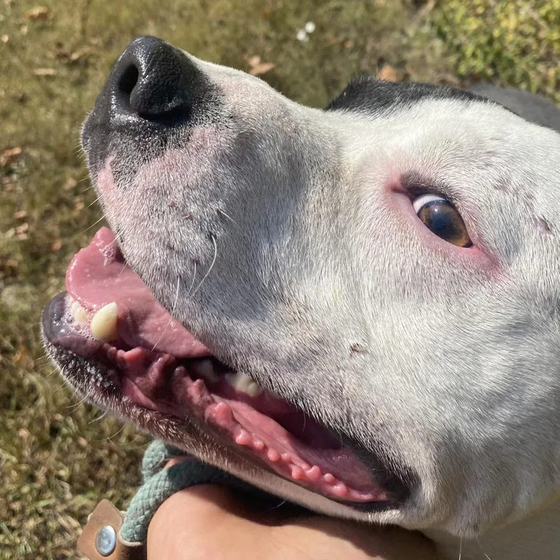 Corduroy thumbnail 4