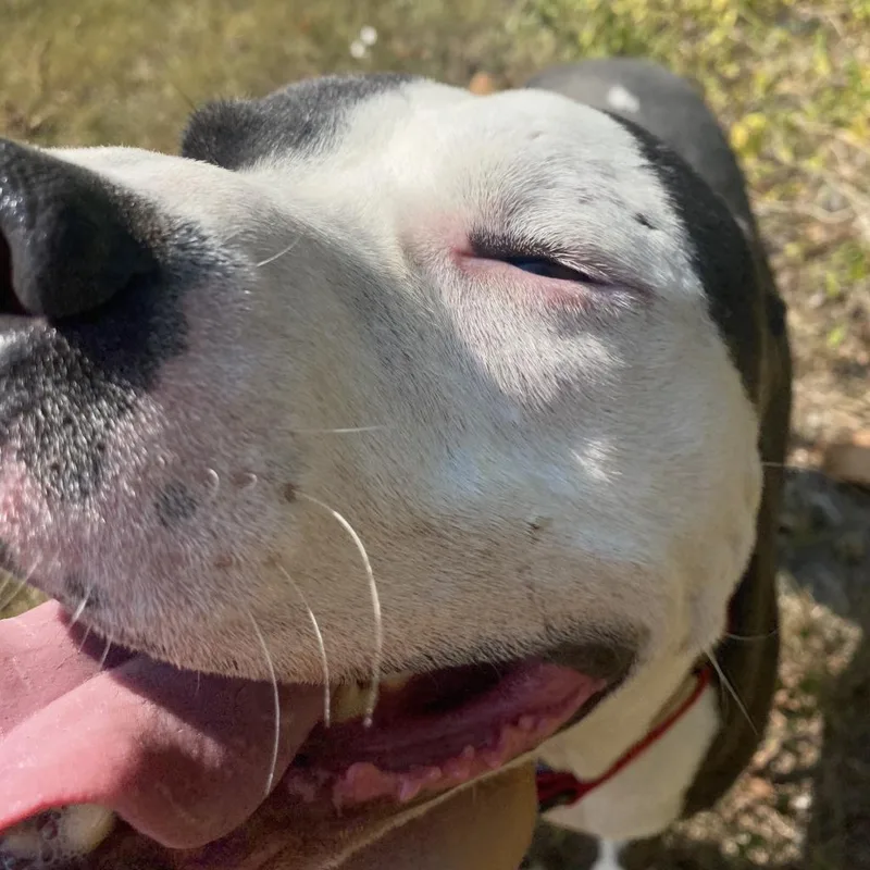 Corduroy thumbnail 5