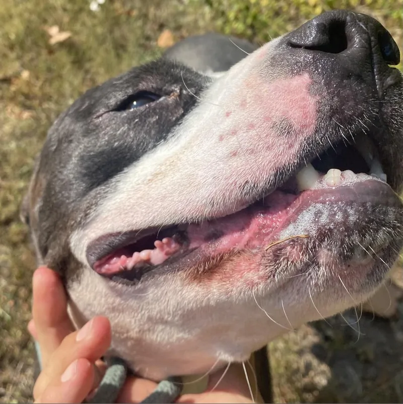 Corduroy thumbnail 6