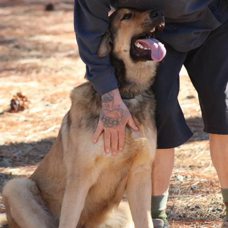 A young large-sized male Yellow / Tan / Blond / Fawn Anatolian Shepherd dog named Homer for adoption in Weaverville, CA