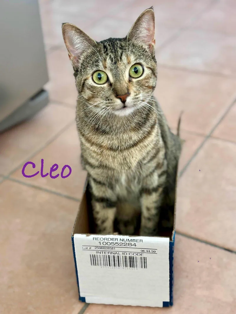 Cleo thumbnail 3