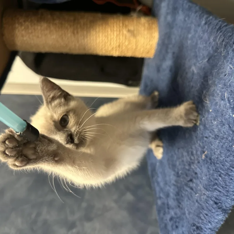 A young medium-sized female Blue Point Domestic Short Hair cat named Cinnamon Twist for adoption in Clinton, IL